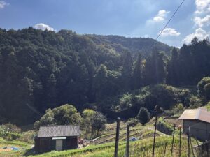 河内長野市日野　山